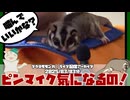 【 #おつモモンガ 】【 #睡眠用 #勉強用 #作業用BGM 】ピンマイク不調かと思ったけど、音を補正すれば結構咀嚼音とか聞きやすい？！【2025/03/03】【 #フクロモモンガ 】
