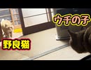 ケンカはやめなさ〜い【野良猫】