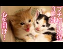 いブチ切れ幼猫たち、少しずつ心を開く