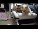 拾いねこ＠生後4597/522日目　並べられて不本意そうな表情な月音さん。