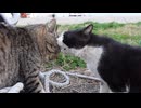 猫の口ゲンカがお互いの顔が当る位近づけていて面白い