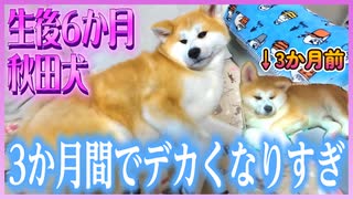 秋田犬の異常な成長スピードを見てくれ