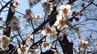 春花と新緑を求めて2025年3月9日 ‐