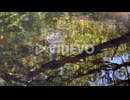 Tree reflection, river water ripple