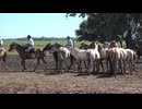 Argentina Herds Of Horses At Estancia