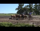 Argentina Estancia Scene With Dog