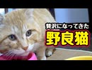 美味しいもの よく知ってる…【野良猫】