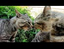 猫島を散歩してたら強烈な猫のケンカに遭遇した