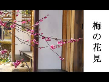 【春の特別企画】梅の花見をしに向島の百花園へ行ってきた