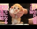 ブチ切れてた幼猫たち、厳しい家猫修行を開始する