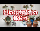 多肉植物の株分け