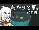 【VIRIDI】あかりと草。40日目【VOICEROID実況】
