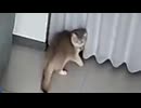 ホモと見る凄すぎる猫の危機察知能力