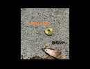 一文無しの恋 / 音松VP