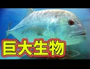 【解説】巨大怪魚ロウニンアジが怖すぎる!!【GT】