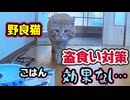 やっぱり すごい…【野良猫】