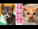 救えなかった幼猫、その9年後の手の中の命
