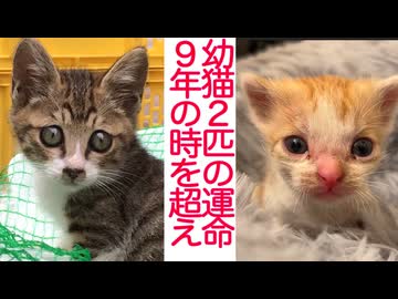 救えなかった幼猫、その9年後の手の中の命