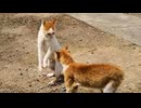 毎日ケンカに明け暮れる猫島の雄猫達