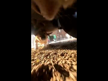 ホモと見る猫視点から見た野良犬