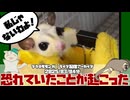 【 #おつモモンガ 】【 #睡眠用 #勉強用 #作業用BGM 】恐れていたことが起こった！ピンマイクはフクモモにとってはおもちゃ！【2025/03/04】【 #フクロモモンガ 】
