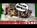 【 #フクロモモンガ 】【 #朝活  】僕の邪魔が無効だって？！【2025/03/05】【 #ペット動画  】【 #おつモモンガ 】