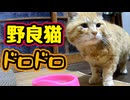 またケンカ？【野良猫】