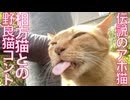稀代のアホ猫、相方猫との街角猫コント