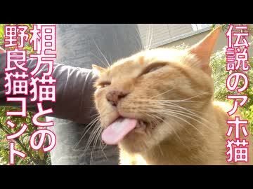 稀代のアホ猫、相方猫との街角猫コント