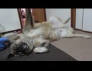 いい感じ！孫の手で掻く犬のムーちゃん