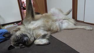 いい感じ！孫の手で掻く犬のムーちゃん