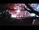 豪徳寺の女性 / 伊藤清光（Keybow）