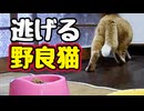 逃げなくていいのに…【野良猫】