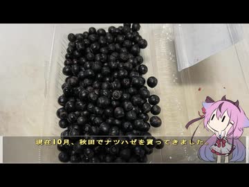 珍食材が食べたい！#211 ナツハゼ