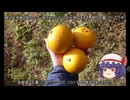 ゆっくり農民259畑を拓いてみませんか？#43