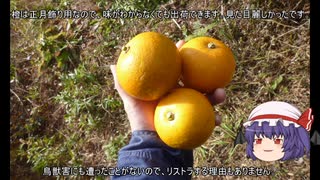 ゆっくり農民259畑を拓いてみませんか？#43