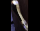 1000015202