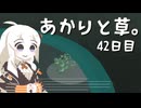 【VIRIDI】あかりと草。42日目【VOICEROID実況】