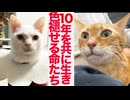 10年を共に生きた猫たち、色褪せていく命たち