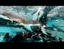 【東武動物公園】ペンギントークでのすいすいタイム【スローモーション】