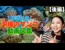 沖縄で見られる色んな種類のサンゴを紹介！属ごとに見られる特徴も解説します！【後編】