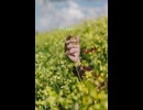 Flower 90秒歌ってみた