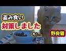 アドバイスありがとうございます【野良猫】