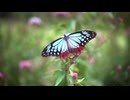 旅する蝶「アサギマダラ」を描いたＲＫＢの作品が最優秀賞に　九州写真記者協会の映像コンクール