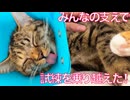 愛され娘猫、みんなの支えで試練を乗り切る
