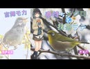 春待ちメジロと抹茶ラテ feat.宮舞モカ