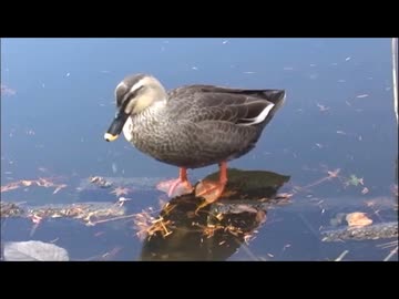 石神井公園　冬の野鳥眺め