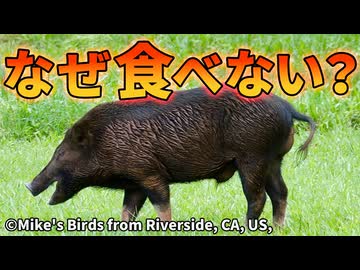 アメリカ人が何百万頭もいる野ブタを食べない理由【解説動画】