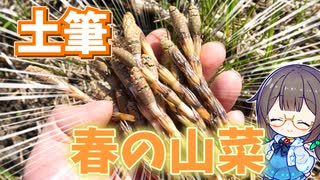 ツクシの鍋は春の味♪