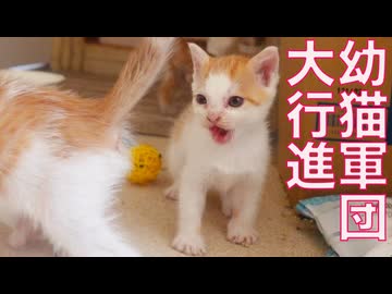 ブチ切れてた幼猫3匹、子猫部屋に侵攻する